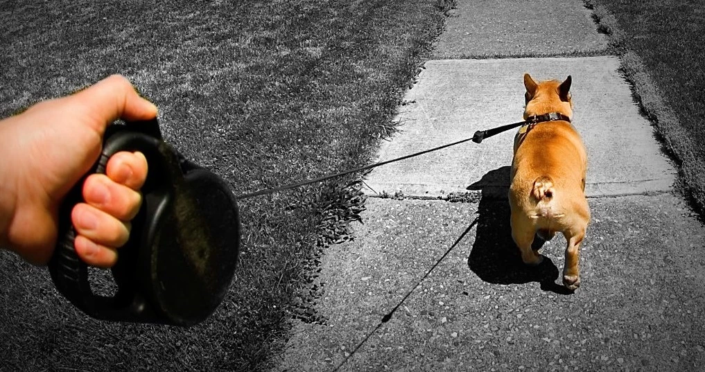 Supplements Shop -Supplements Shop retractable dog leashes